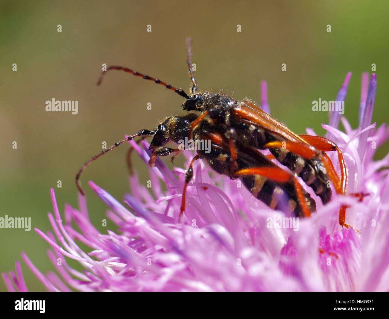 Spotted Longhorn beetles (Strangalia maculata). Montseny Natural Park. Barcelona province, Catalonia, Spain. Stock Photo