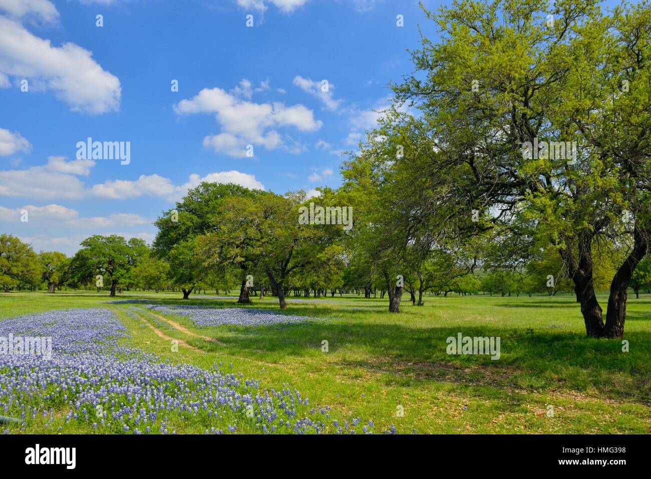 Flowering Texas in a large field with oak tree,
