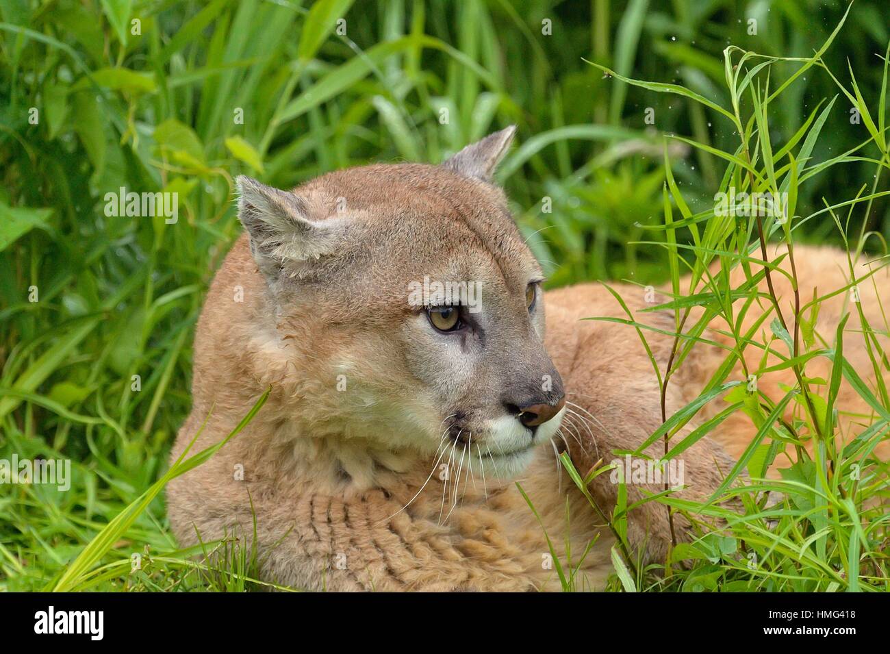 Mountain lion (Puma concolor) Captive raised, Minnesota wildlife Connection, Sandstone