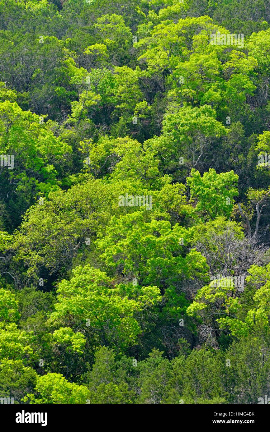 Spring foliage on a hillside of hardwood trees, Lakeway, Travis County