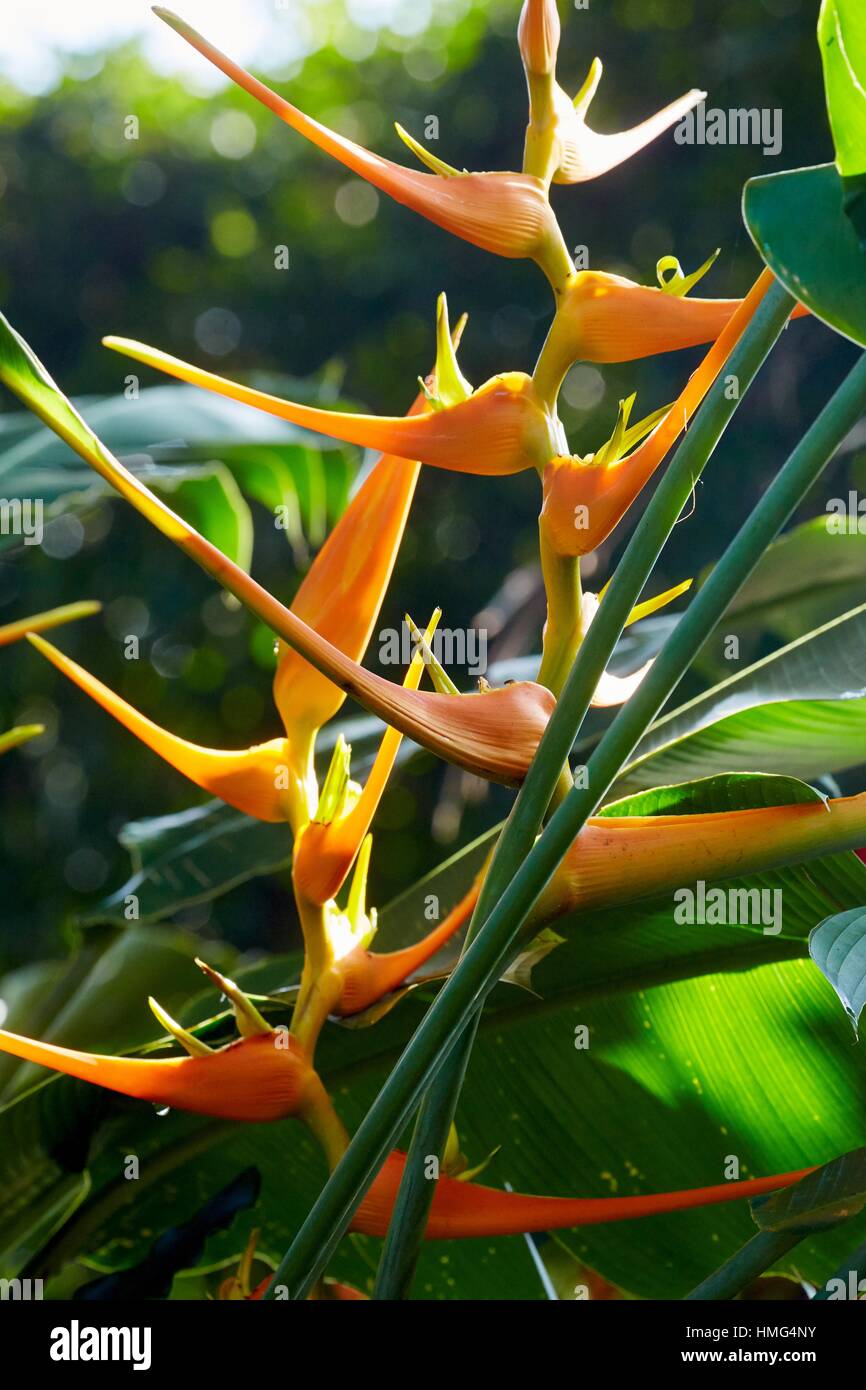 Heliconia flower bird paradise pereira hi-res stock photography and ...