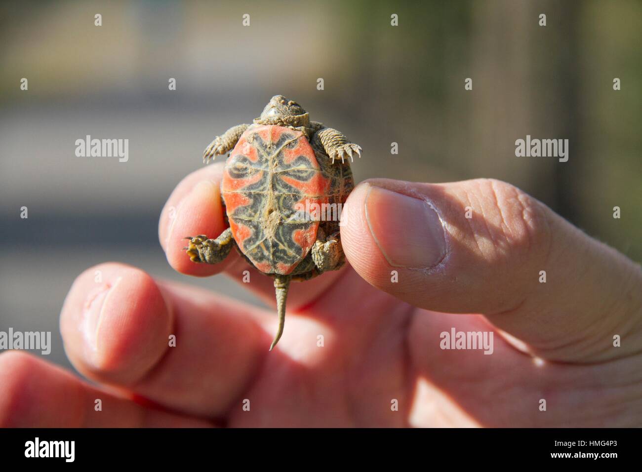 Western painted turtle baby hires stock photography and images Alamy
