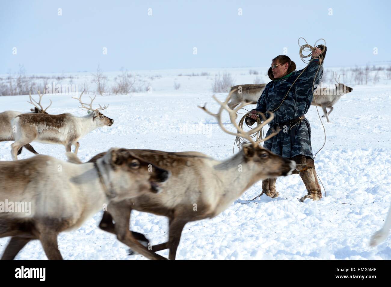 A Nenets herder lassoing draught reindeers (Rangifer tarandus) Yar-Sale district, Yamal, Northwest Siberia, Russia. Stock Photo