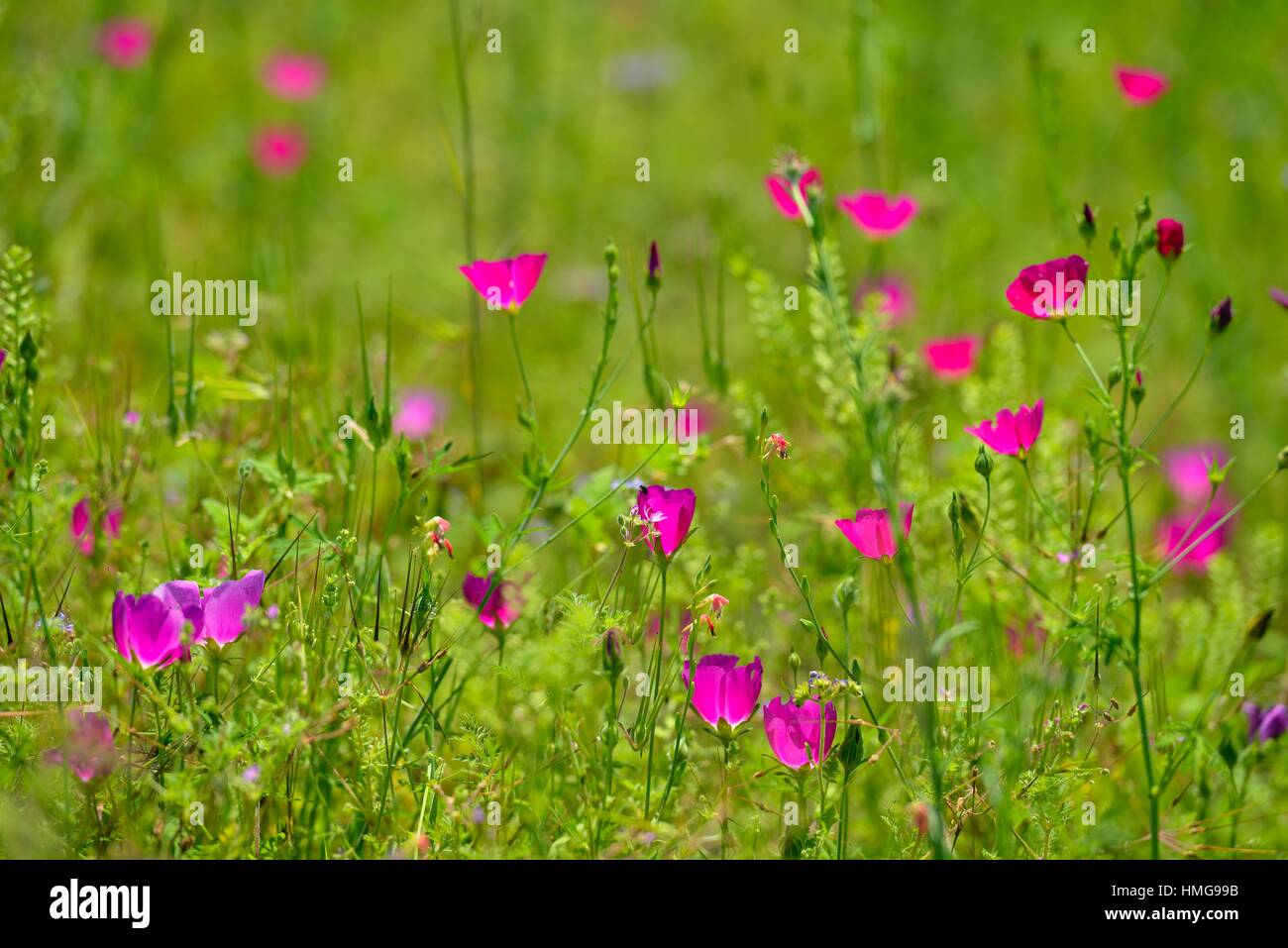 Roadside wildflowers featuring Winecup (Callirhoe sp. ), Mason County