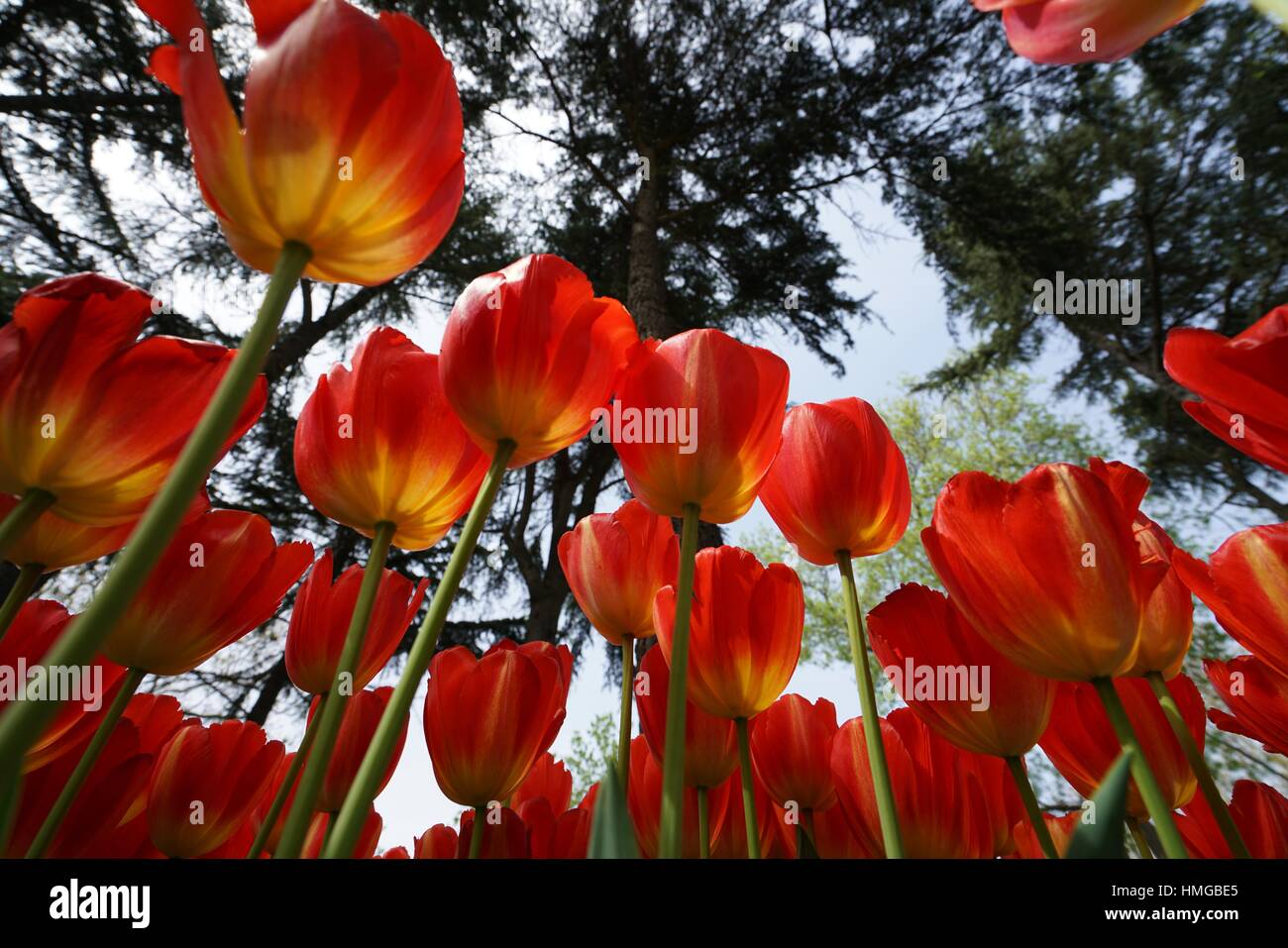 Tulipa cassini. Tulip Festival. Istanbul. Turkey Stock Photo
