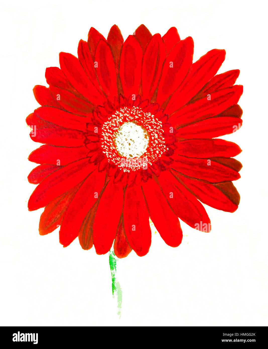 Red gerbera flower on whie background, watercolor painting. Stock Photo