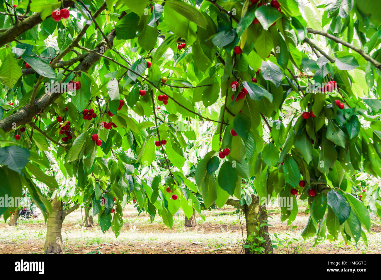 Under the shade of cherry trees Stock Photo