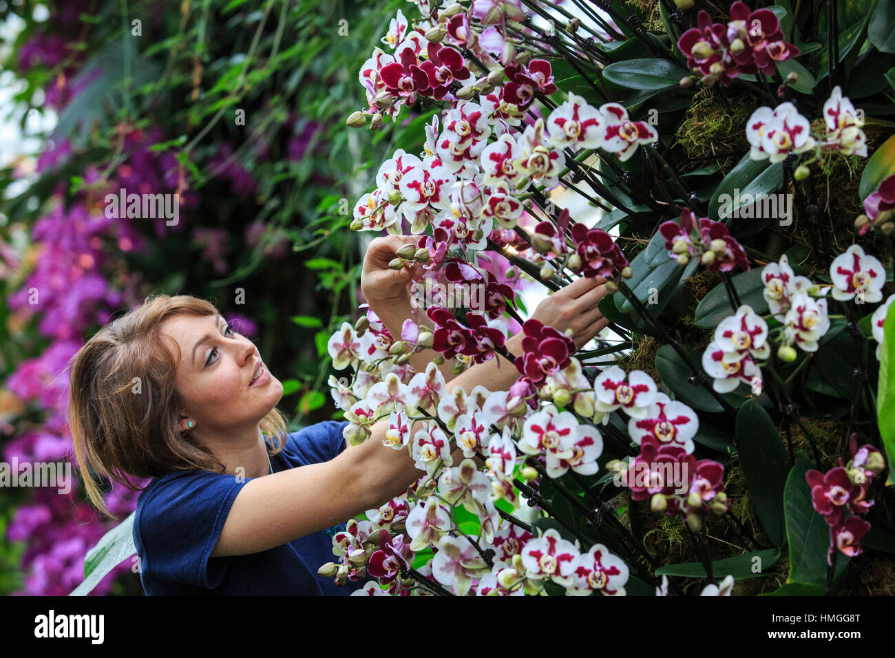 London, UK. 2 February 2017. Botanical Horticulturist Hannah Button with phalaenopsis orchids. Press preview of the Kew Gardens 2017 Orchids Festival which opens to the public on Saturday, 4 February in the Princess of Wales Conservatory. The 22nd annual Kew Orchid Festival is a colourful celebration of India's vibrant plants and culture. It took Kew staff and volunteers 1,600 hours to create. 3,600 orchids are on display until 5 March 2017. Stock Photo