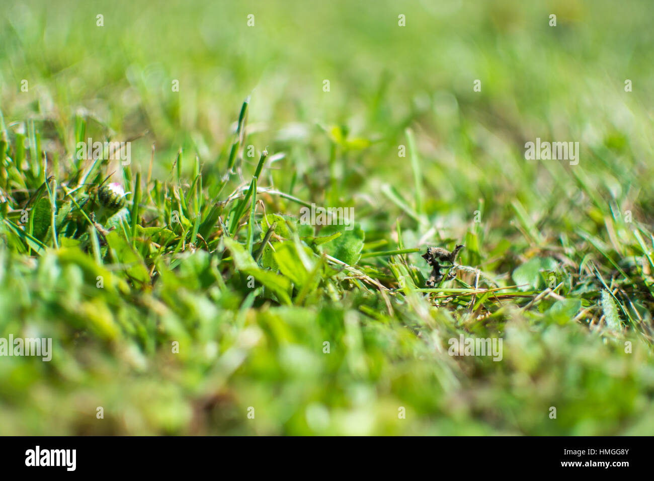 Green grass nature background Stock Photo - Alamy