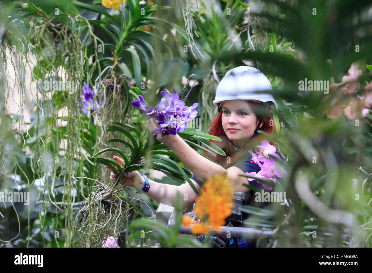 London, UK. 2 February 2017. Elisa Biondi, Princess of Wales Conservatory Manager and Festival creator with vanda orchids. Press preview of the Kew Gardens 2017 Orchids Festival which opens to the public on Saturday, 4 February in the Princess of Wales Conservatory. The 22nd annual Kew Orchid Festival is a colourful celebration of India's vibrant plants and culture. It took Kew staff and volunteers 1,600 hours to create. 3,600 orchids are on display until 5 March 2017. Stock Photo