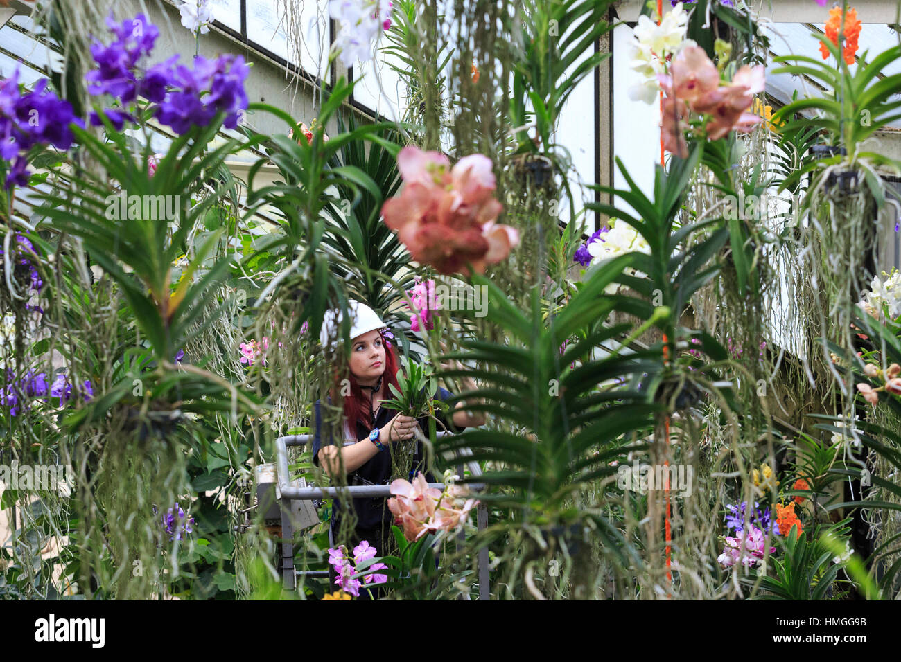 London, UK. 2 February 2017. Elisa Biondi, Princess of Wales Conservatory Manager and Festival creator with vanda orchids. Press preview of the Kew Gardens 2017 Orchids Festival which opens to the public on Saturday, 4 February in the Princess of Wales Conservatory. The 22nd annual Kew Orchid Festival is a colourful celebration of India's vibrant plants and culture. It took Kew staff and volunteers 1,600 hours to create. 3,600 orchids are on display until 5 March 2017. Stock Photo