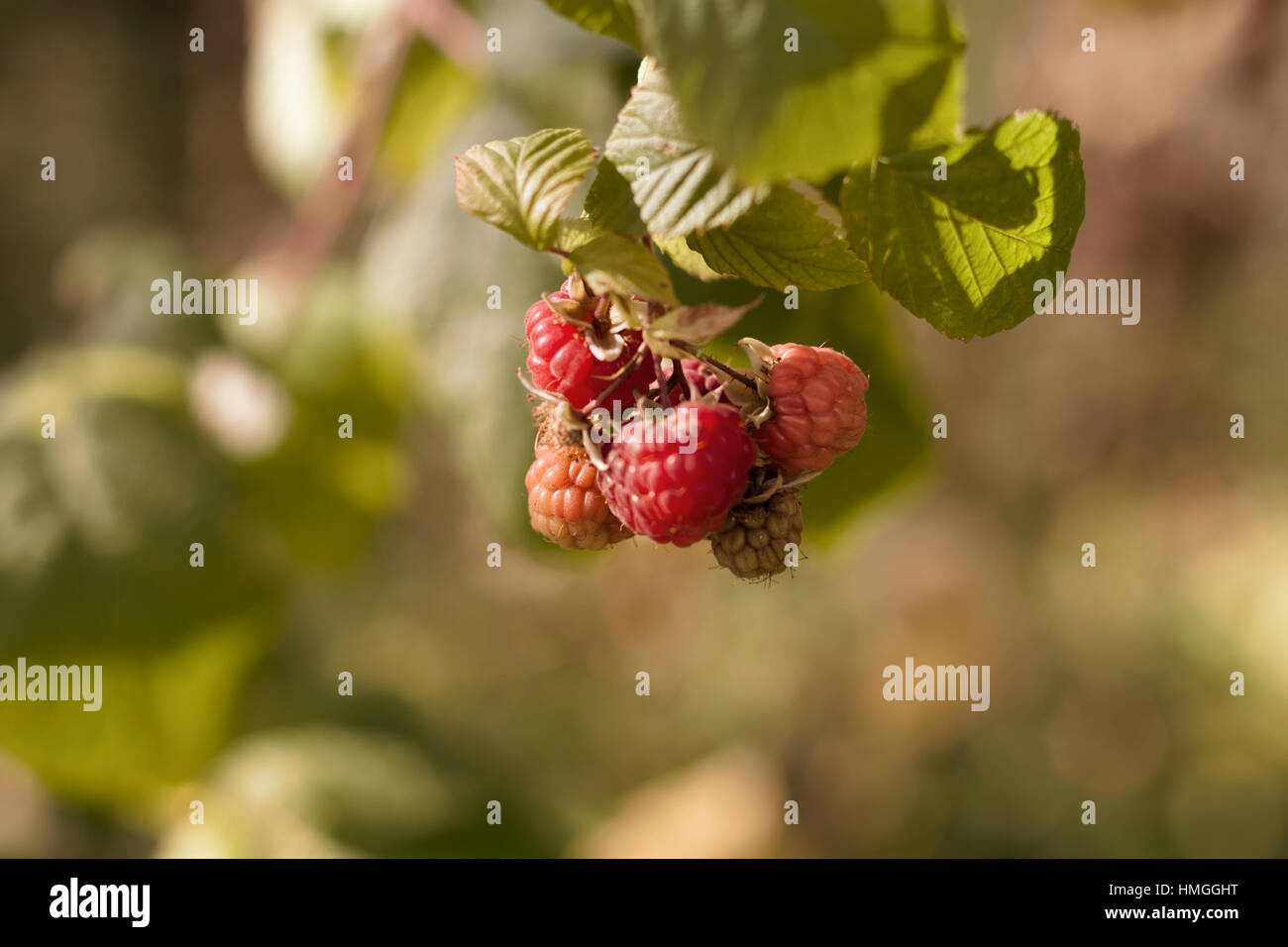 Growing organic raspberry in the fruit garden Stock Photo - Alamy