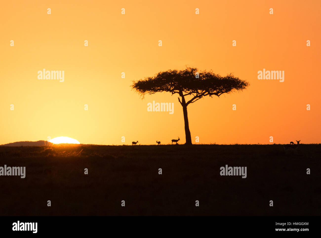 African Sunrise Stock Photo