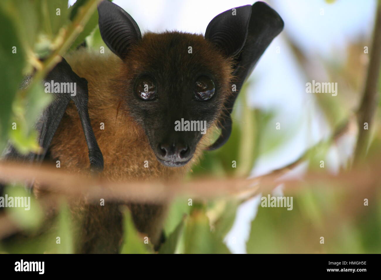 Close up Friut Bat, Maldives Stock Photo