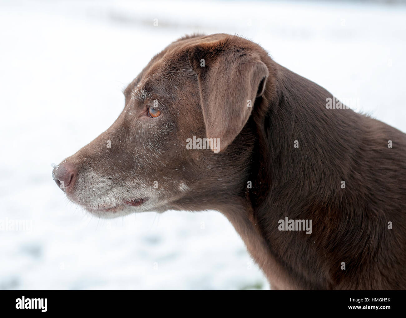 Soulful senior chocolate lab with grey muzzle dog profile portrait with long neck and snowy background Stock Photo