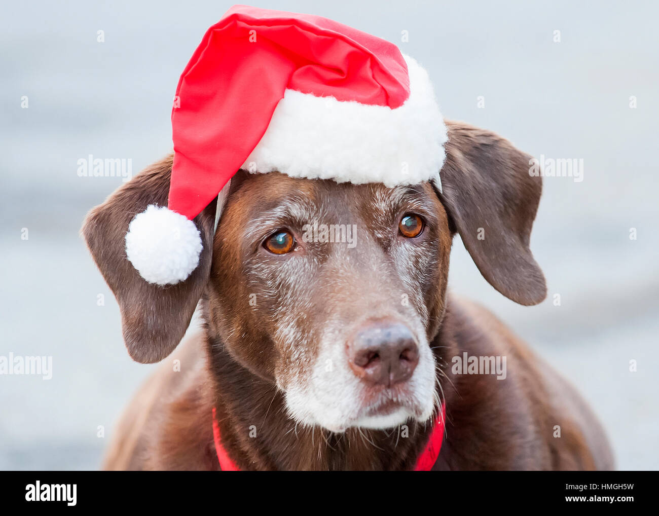 Beautiful chocolate lab senior dog close up headshot wearing santa hat with ears cocked and red collar Stock Photo