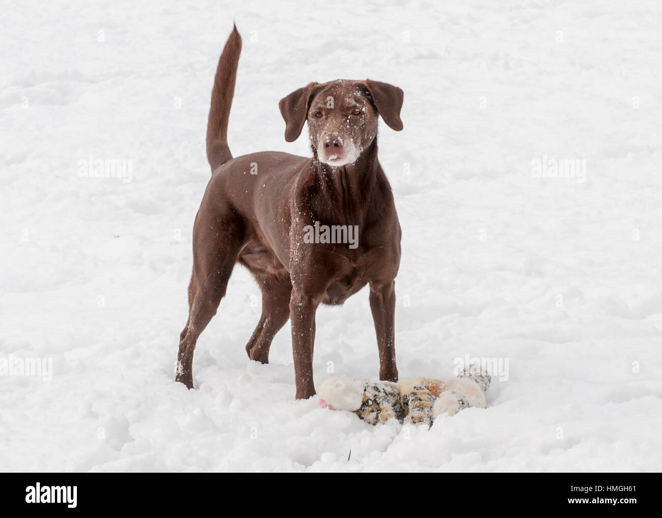 Beautiful chocolate lab dog full body in snow with tail up and alert ears and stiffed animal in the snow Stock Photo