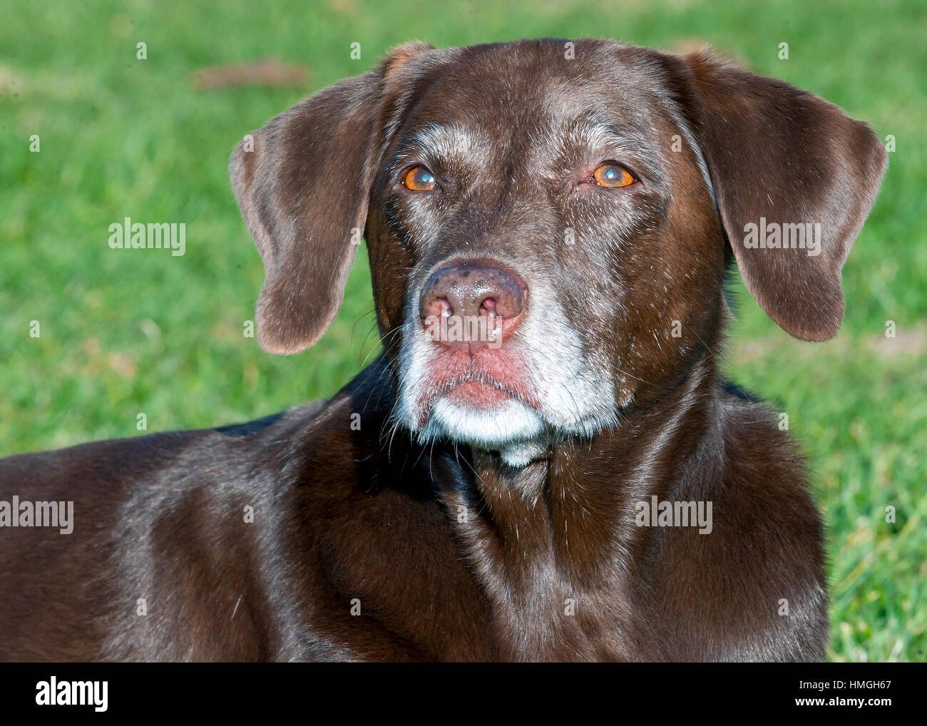 Older sweet dog hires stock photography and images Alamy