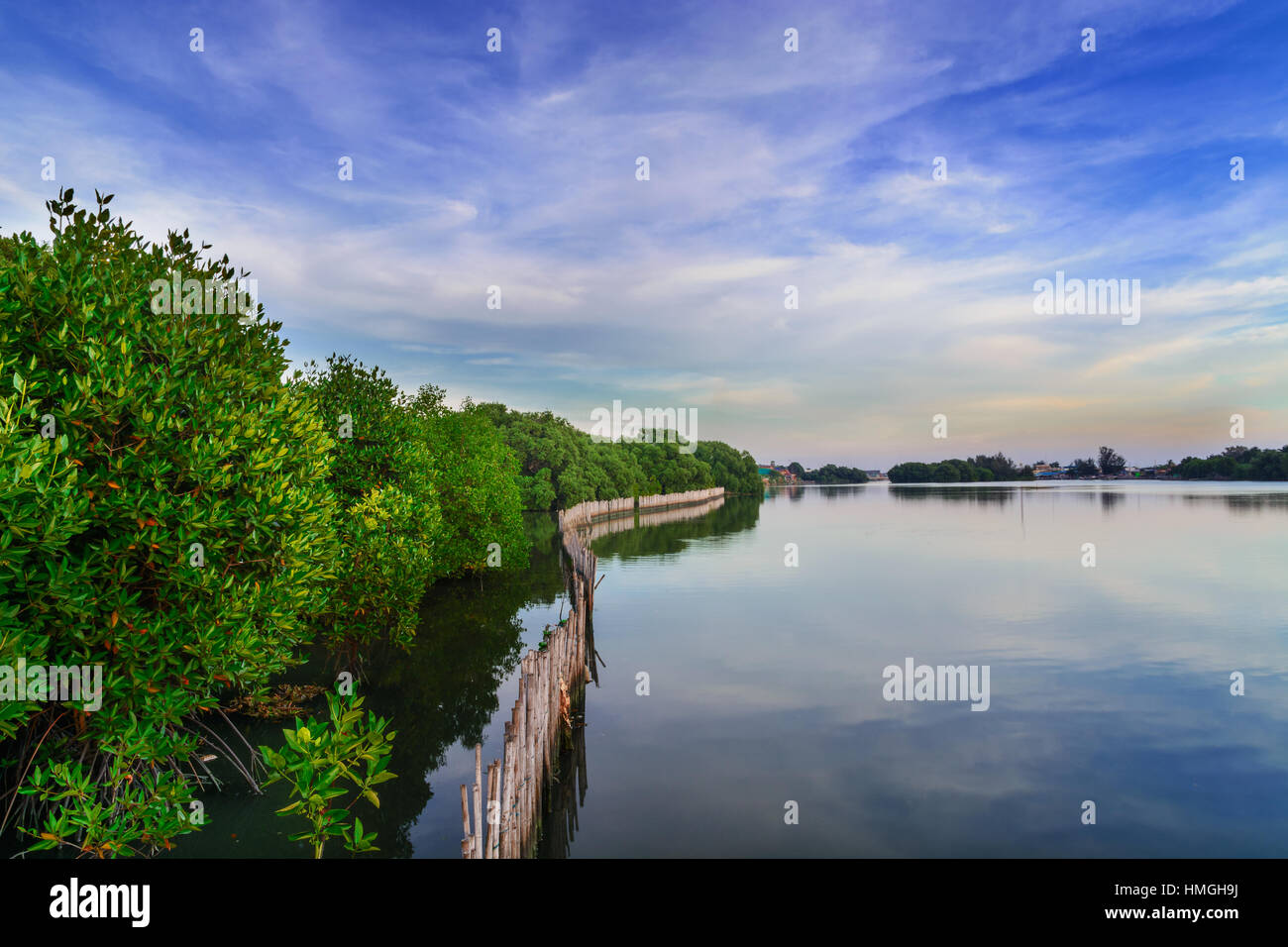 Mangrove forests are bamboo walls between the river. Stock Photo