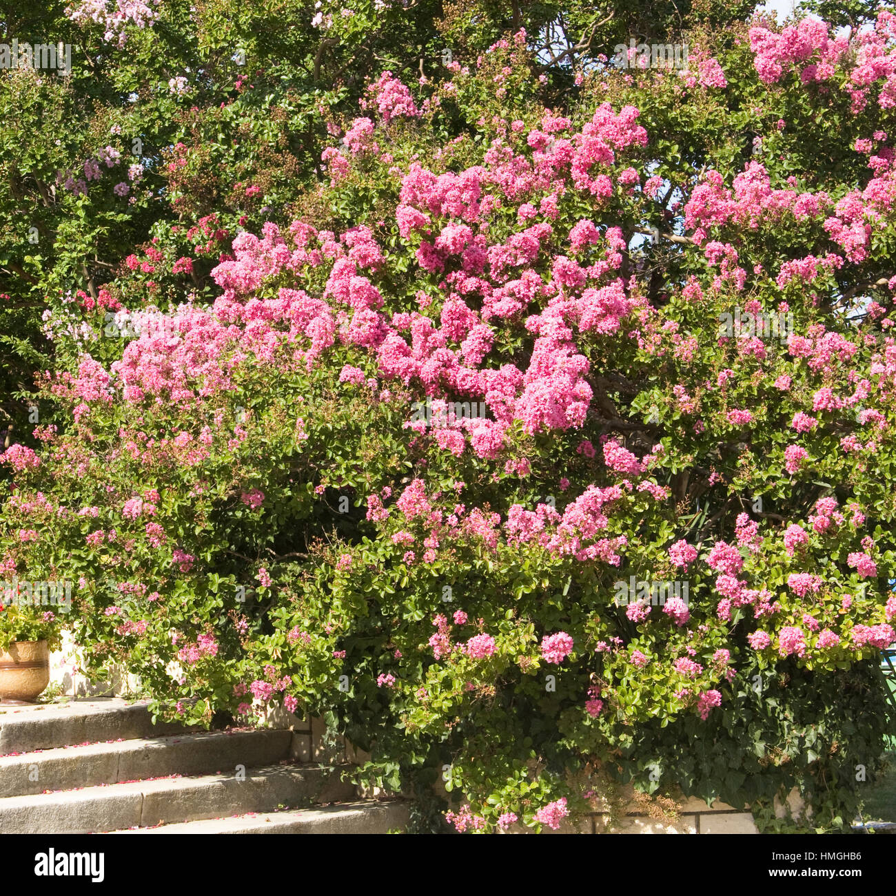 Japanese lilac, latin name Syringa Japonica, pink colour, recorded on
