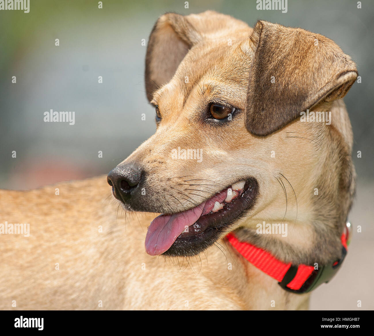 adorable brown medium dog close up headshot looking to the side with floppy ears mouth open smiling brown kind eyes with red collar and widow's peak Stock Photo