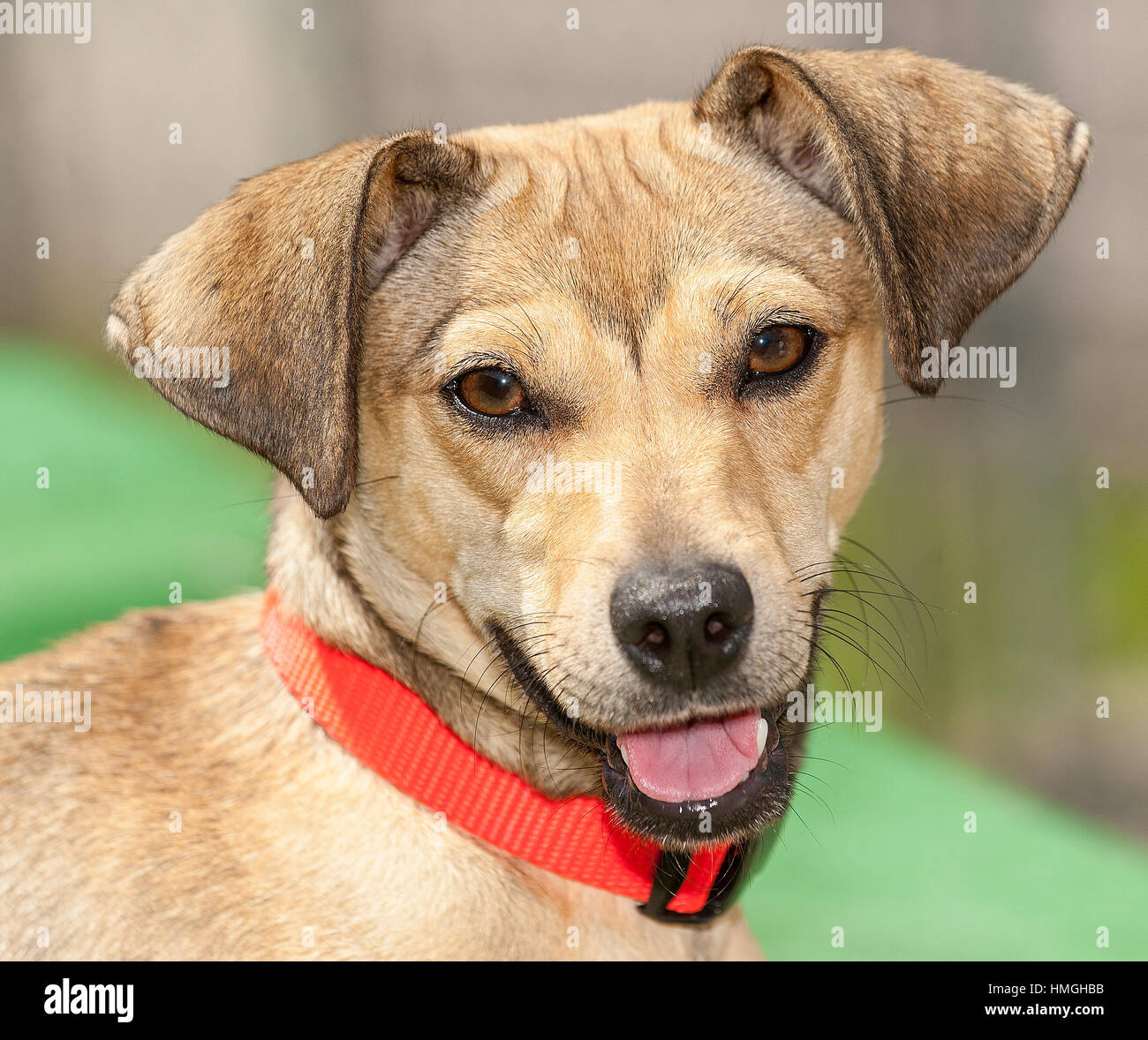 adorable brown medium dog close up headshot looking at camera with floppy ears mouth open smiling brown kind eyes with red collar and widow's peak Stock Photo