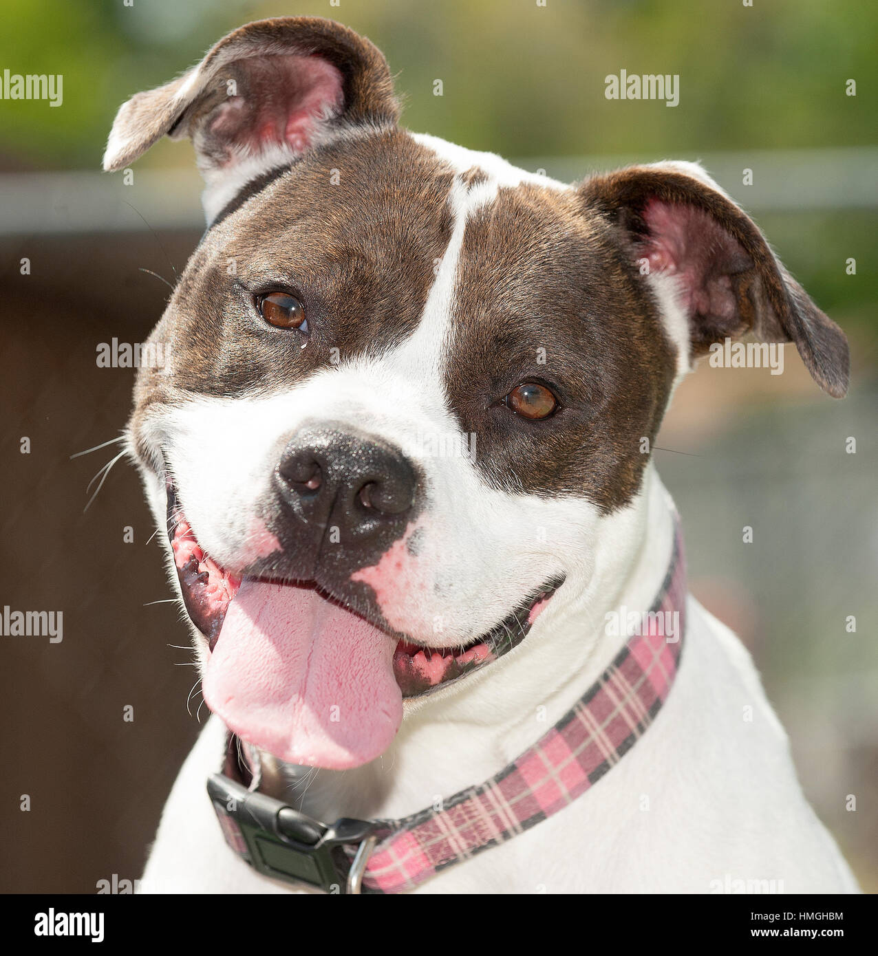 Brown and white pitbull mix headshot looking at camera close up head tilt tongue out smiling pink collar Stock Photo