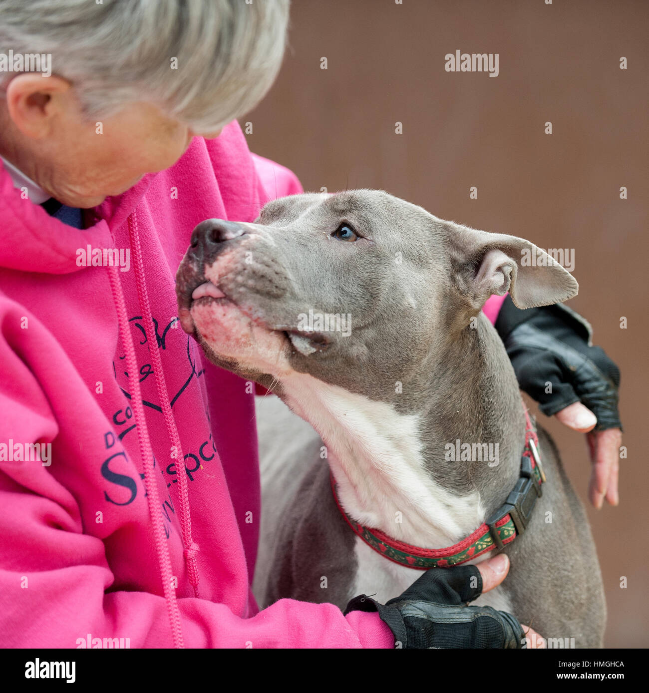 grey and white pit bull mixed breed rescue dog looking lovingly up at shelter worker Stock Photo