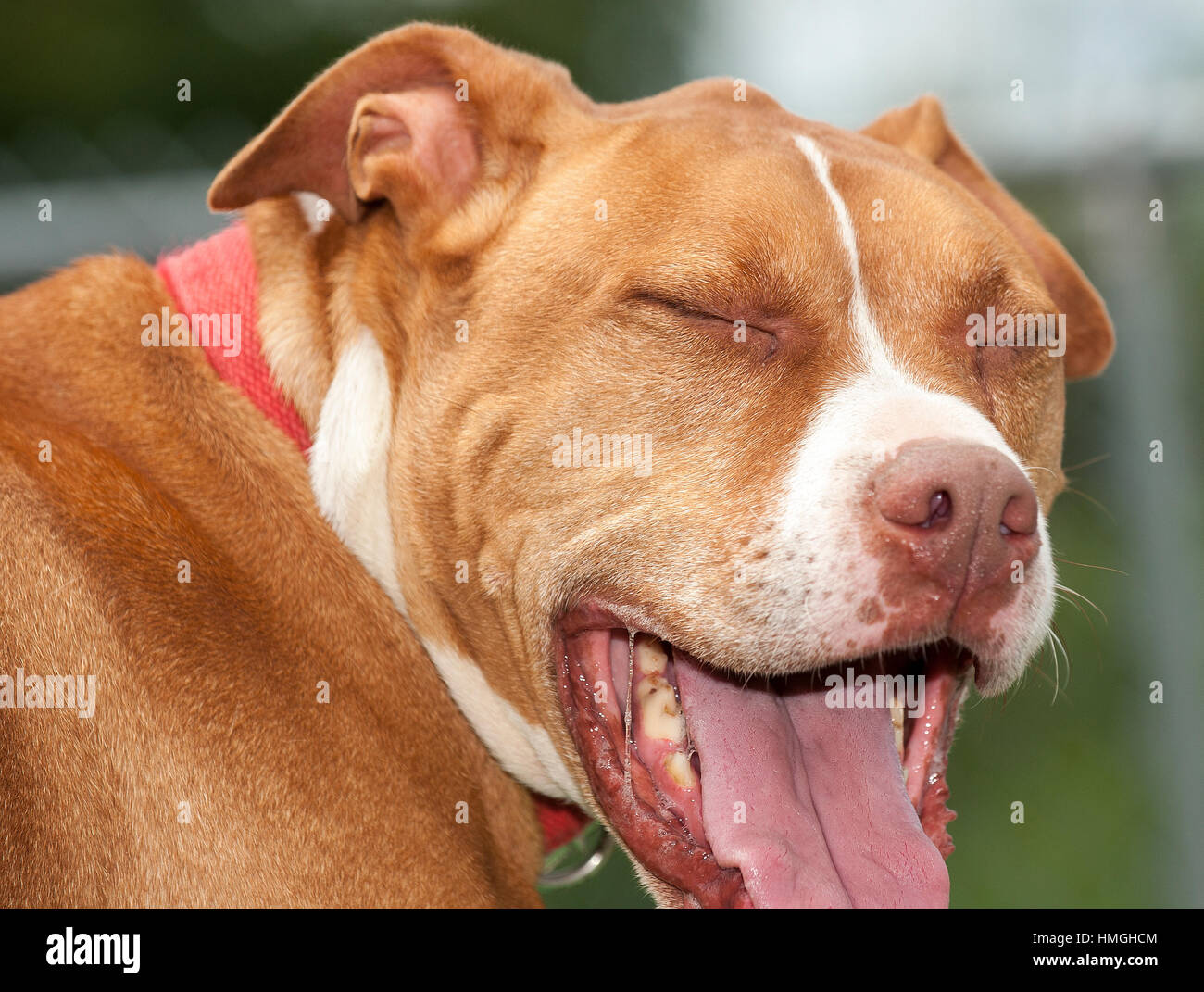 Brown and white pitbull rescue shelter dog making funny face with eyes  closed and mouth open Stock Photo - Alamy