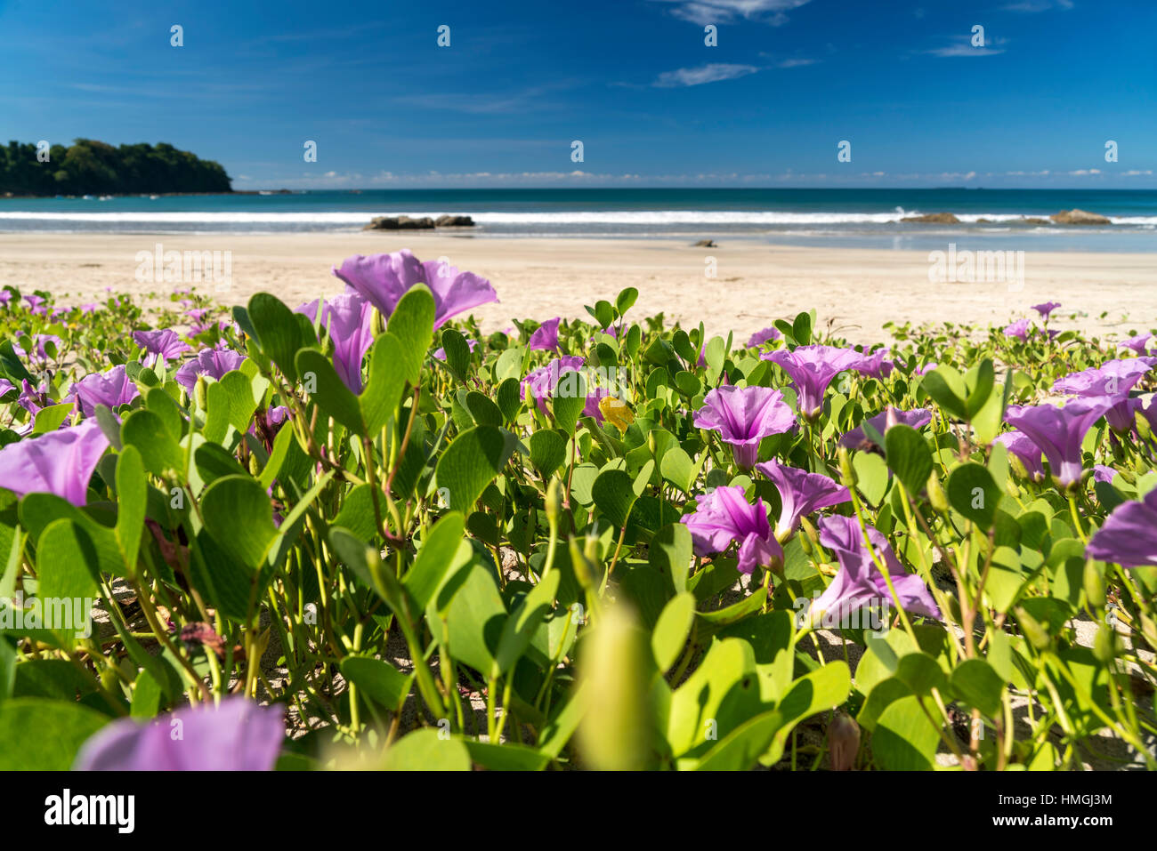 Lila Blüten der Strandwinde (Ipomoea pes-caprae) am Strand von Ngwe Saung, Myanmar, Asien  |  Beach morning glory (Ipomoea pes-caprae) blossoms on the Stock Photo