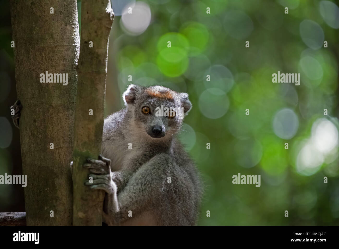 Crowned lemur Stock Photo