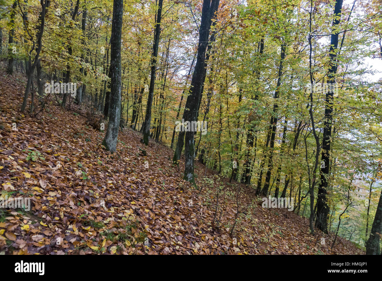 Autumn day in the woods with golden brown leaves Stock Photo - Alamy