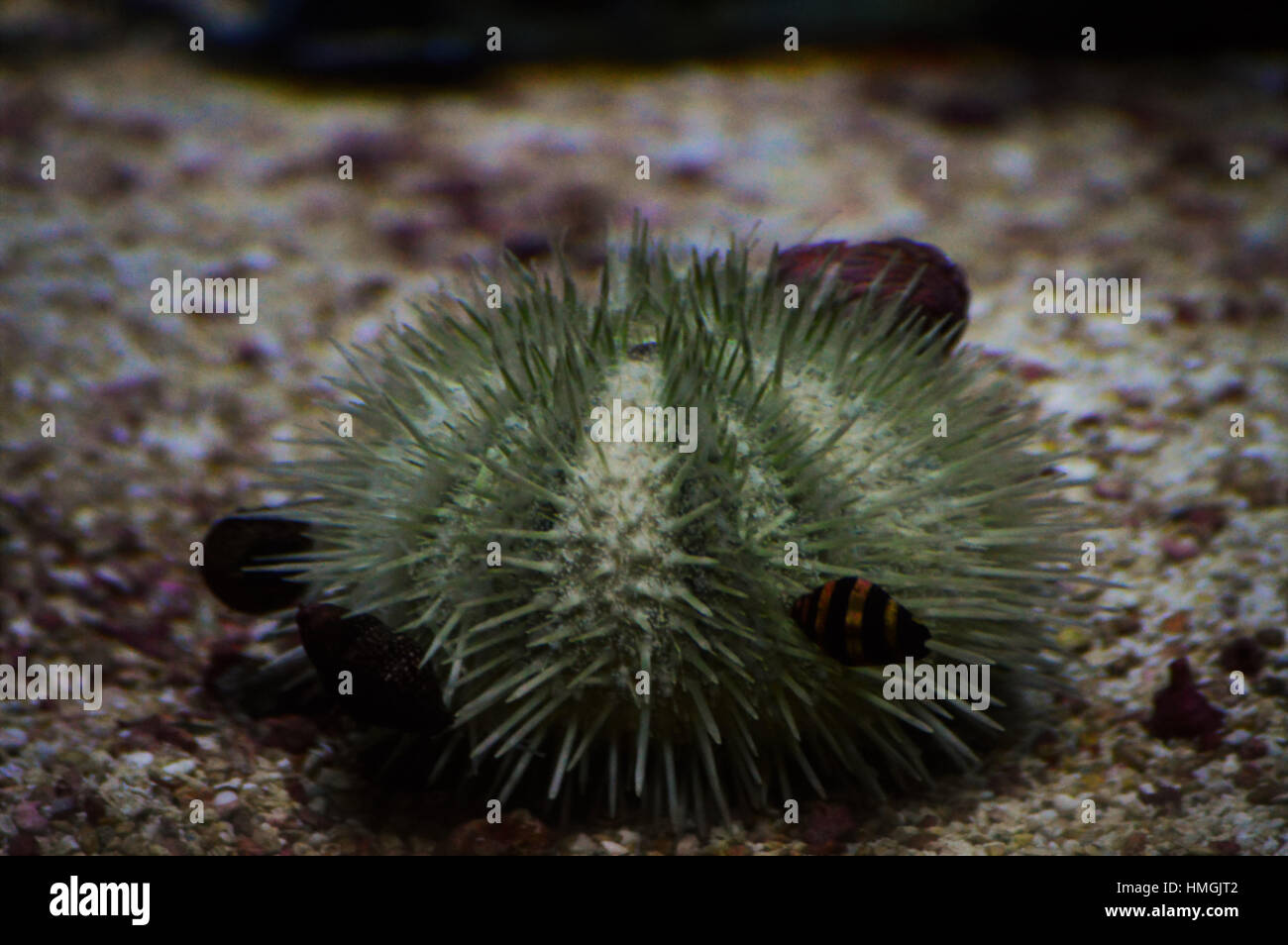A green sea urchin in the tank Stock Photo