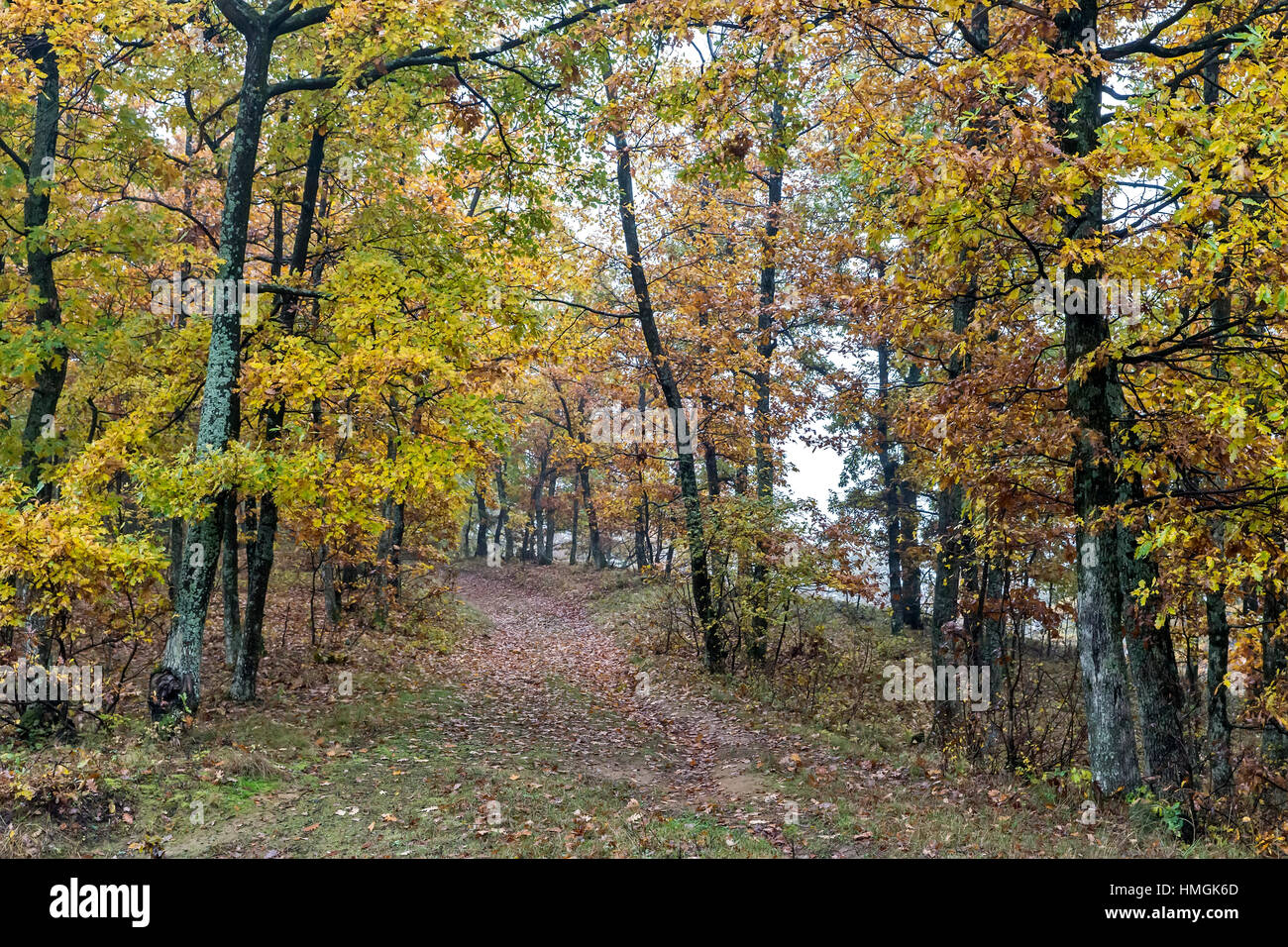 Autumn day in the woods with golden brown leaves Stock Photo - Alamy