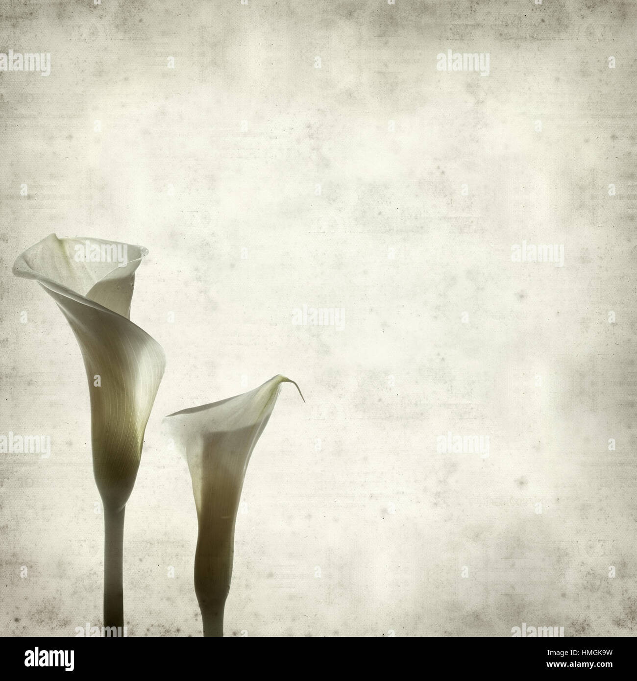 Textured Old Paper Background With White Calle Lily Flower Stock