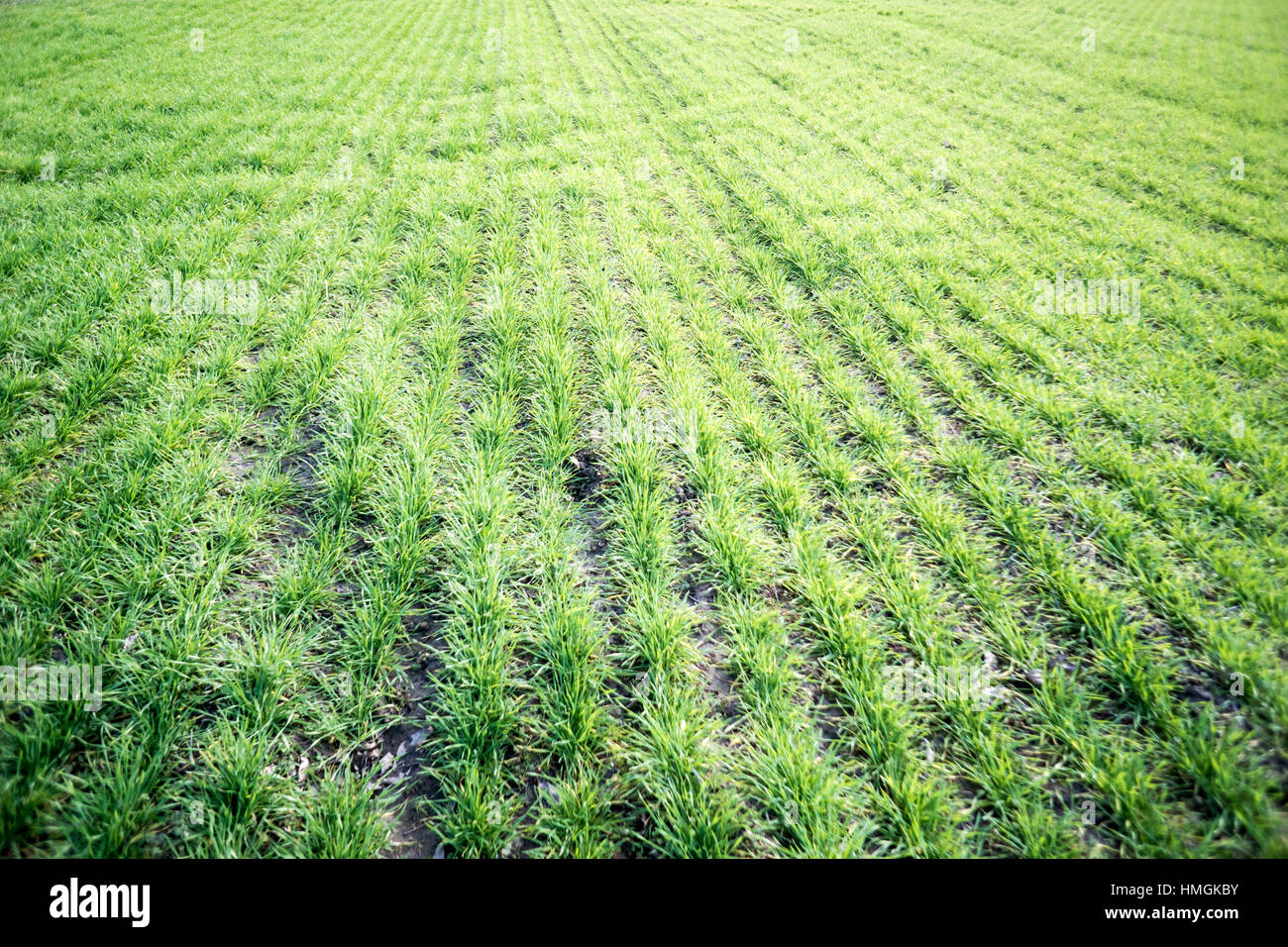 Grass planted plants hires stock photography and images Alamy