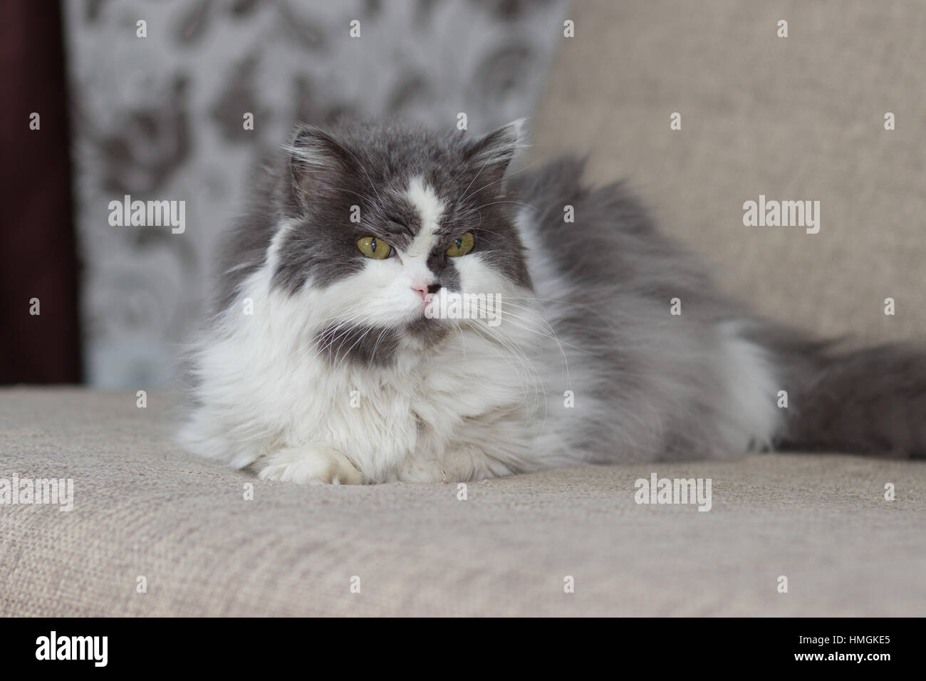 Gray fluffy cat on a sofa Stock Photo - Alamy