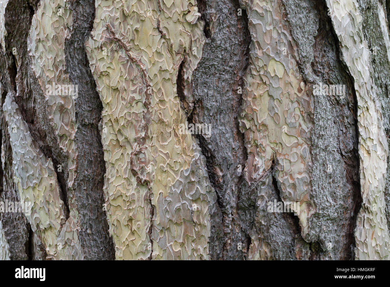 Schwarz-Kiefer, Schwarzkiefer, Kiefer, Rinde, Borke, Stamm, Pinus nigra, Pinus austriaca, Black Pine, bark, rind Stock Photo