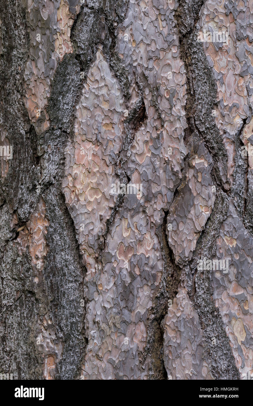 Schwarz-Kiefer, Schwarzkiefer, Kiefer, Rinde, Borke, Stamm, Pinus nigra, Pinus austriaca, Black Pine, bark, rind Stock Photo