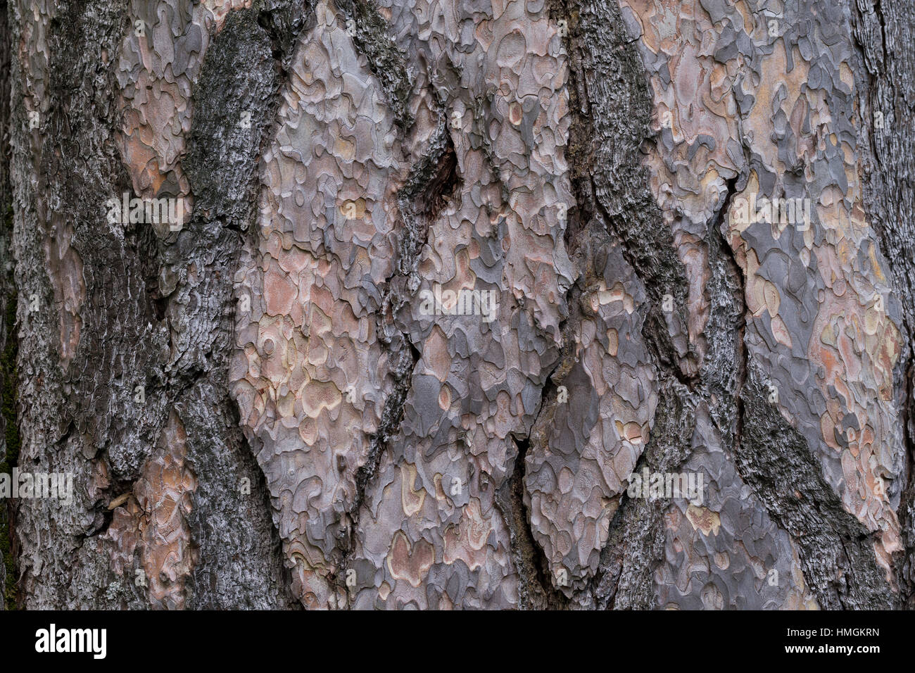 Schwarz-Kiefer, Schwarzkiefer, Kiefer, Rinde, Borke, Stamm, Pinus nigra, Pinus austriaca, Black Pine, bark, rind Stock Photo