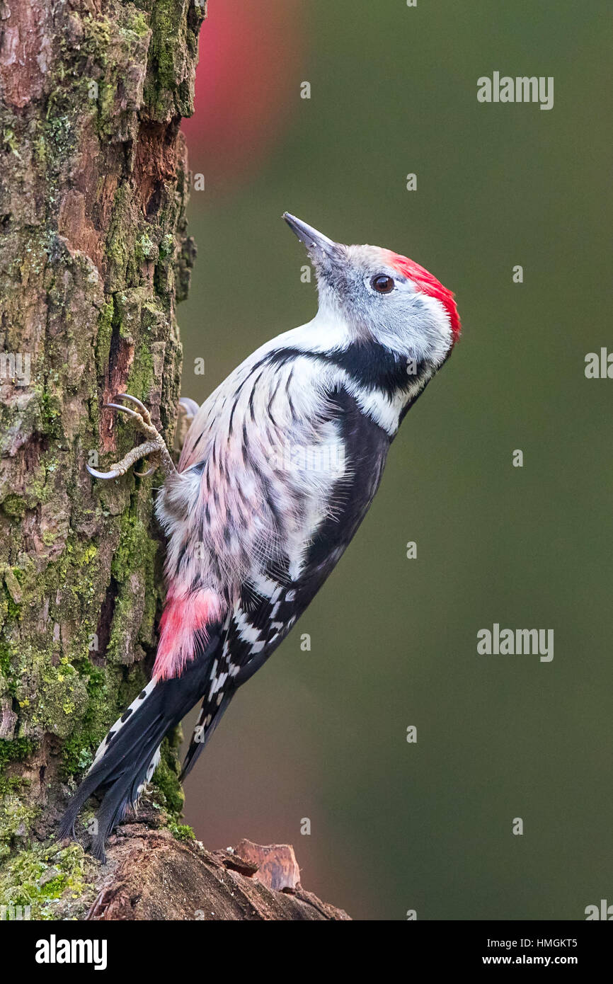 Middle-spotted Woodpecker (Dendrocopos medius) climbing  a tree trunk in search of insects Stock Photo