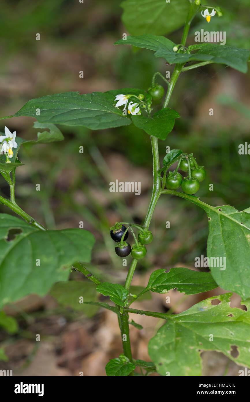 Black nightshade solanum nigrum duscle garden nightshade huckleberry hi ...