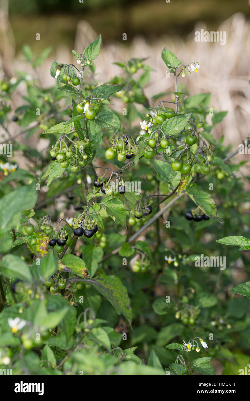 Schwarzer Nachtschatten, Blüten und Früchte, Solanum nigrum, Black Nightshade, Common Nightshade Stock Photo