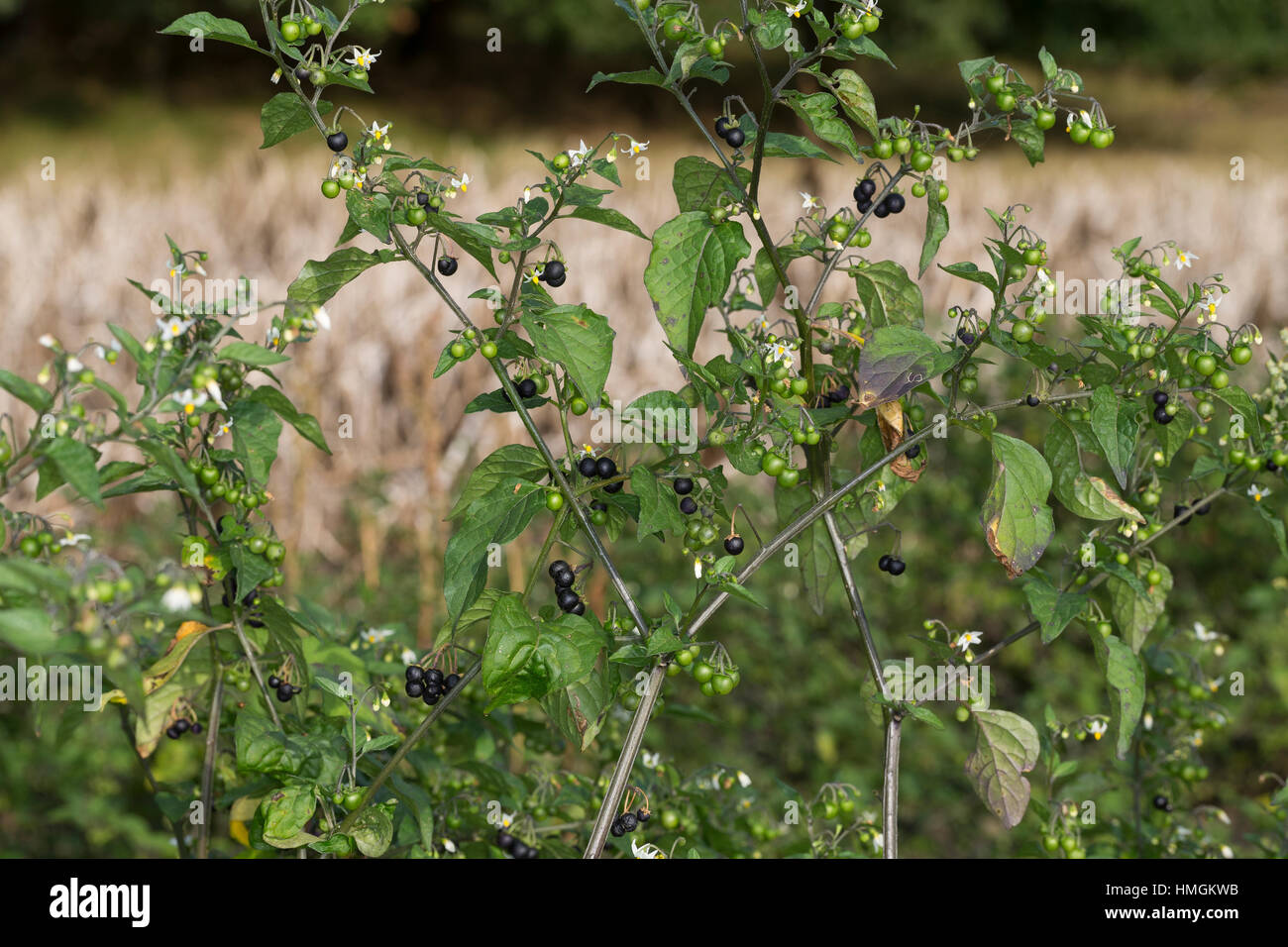 Schwarzer Nachtschatten, Blüten und Früchte, Solanum nigrum, Black Nightshade, Common Nightshade Stock Photo