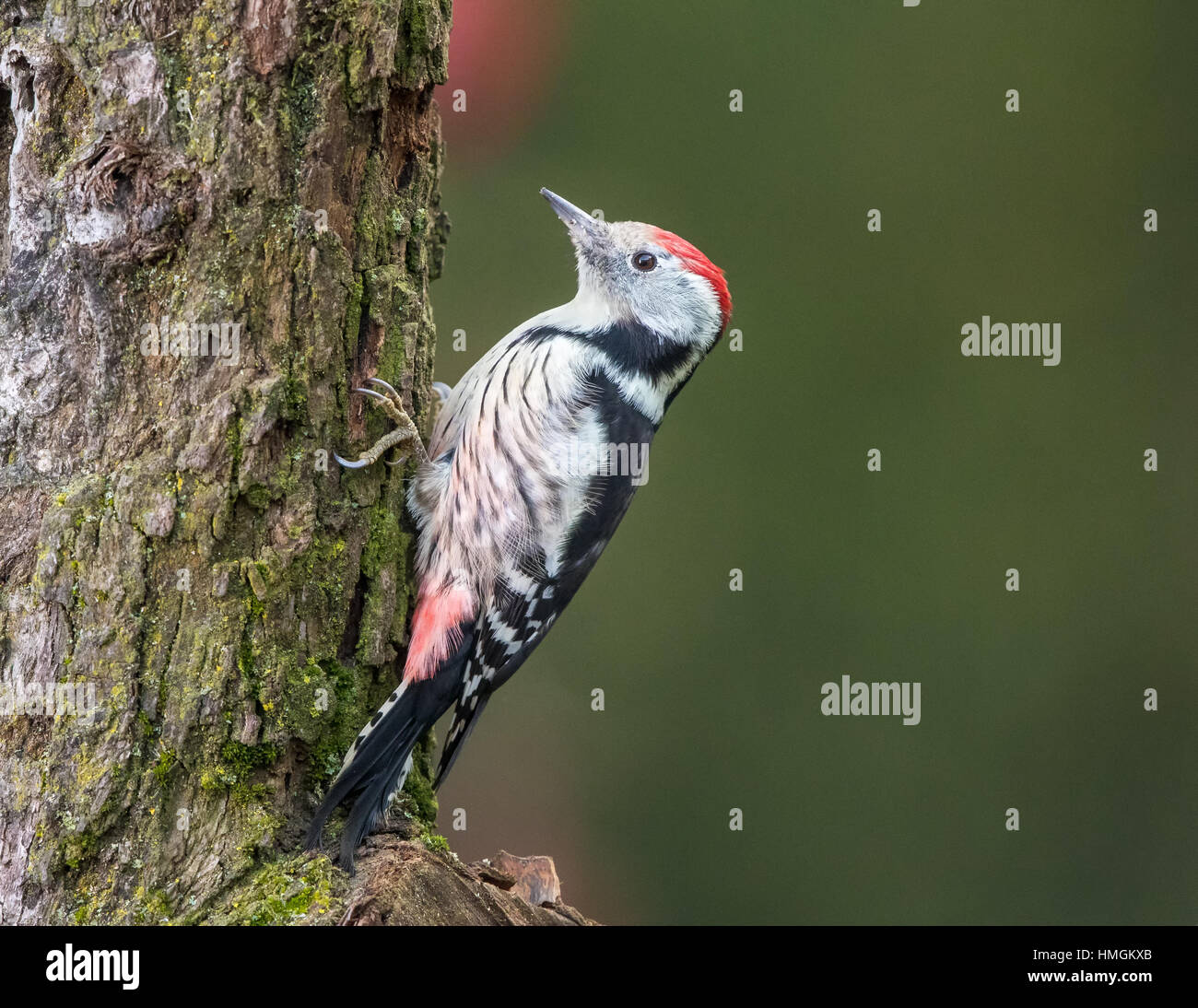 Middle-spotted Woodpecker (Dendrocopos medius) climbing  a tree trunk in search of insects Stock Photo