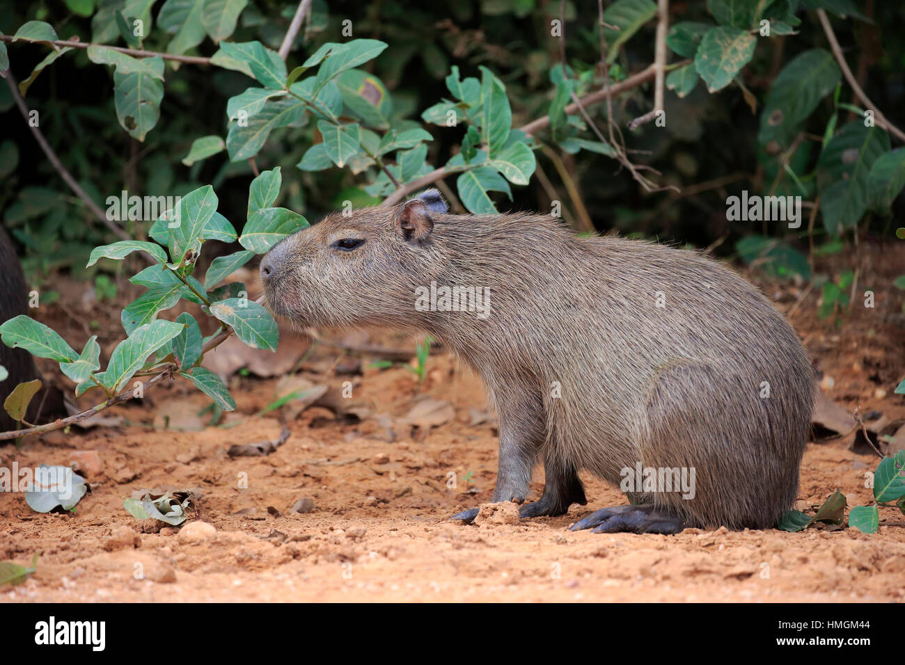 Capybara, (Hydrochoerus hydrochaeris), young on shore alert, Pantanal ...