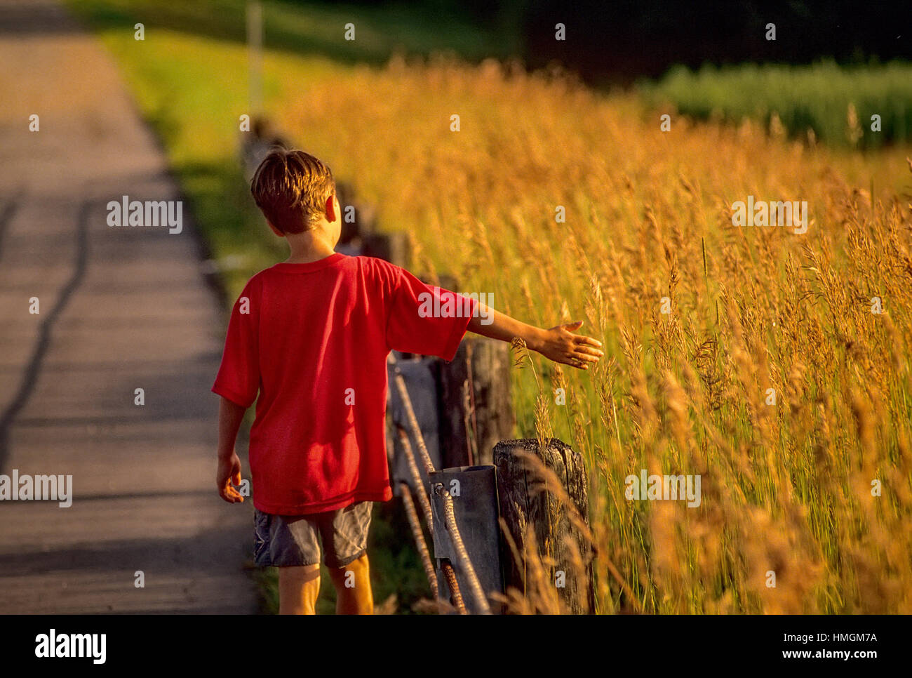 An eight year old boy in a red shirt walks along a country road running his hand through tall, golden colored grass in Plainfield, New Hampshire, Unit Stock Photo