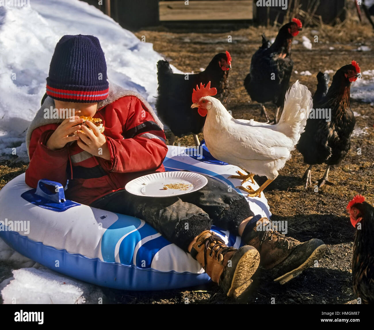 Hungry white rooster tries to get food from a four year old boy eating a hamburger. Stock Photo