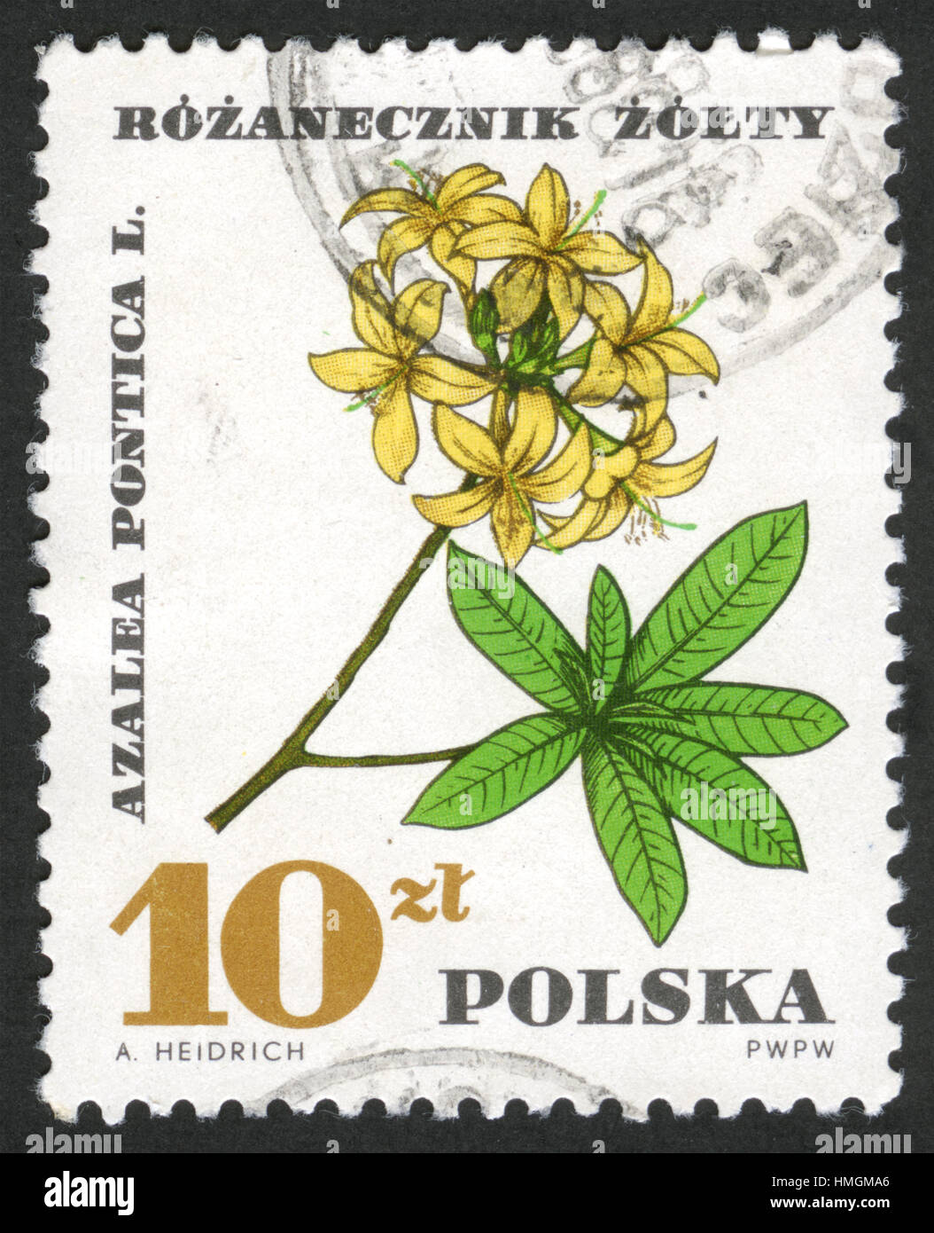 Poland postage stamps, Azalea Pontica L,flowers Stock Photo
