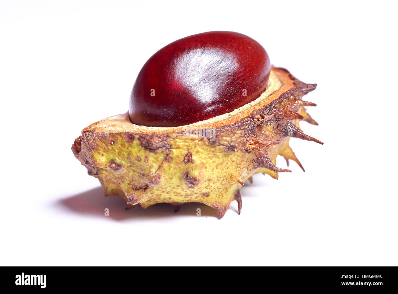 October Chestnut chestnut harvest in autumn Stock Photo - Alamy